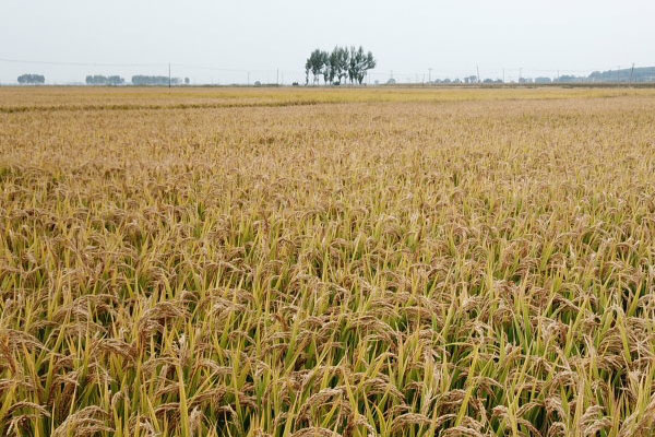 對于沈陽這座城市的印刷行業(yè)來說，數(shù)字印刷的興起無疑是一次革命性的進步！